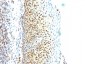  SUMO-2 Antibody - With BSA and Azide